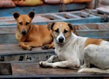 جمع آوری هزار قلاده سگ ولگرد در شهرستان چهارباغ