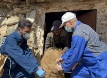 واکسیناسیون ۴۷ هزار راس دام شهرستان چهارباغ، علیه طاعون