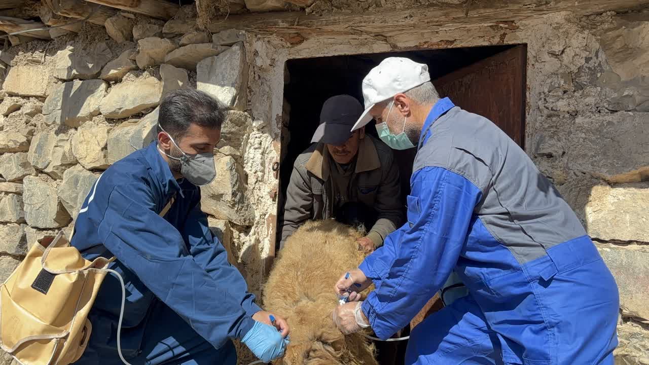 واکسیناسیون ۴۷ هزار راس دام شهرستان چهارباغ، علیه طاعون